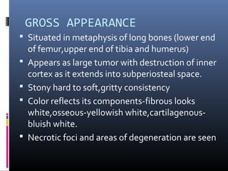 GROSS APPEARANCE
 Situated in metaphysis of long bones (lower end
of femur,upper end of tibia and humerus)
 Appears as large tumor with destruction of inner
cortex as it extends into subperiosteal space.
 Stony hard to soft,gritty consistency
 Color reflects its components-fibrous looks
white,osseous-yellowish white,cartilagenous-
bluish white.
 Necrotic foci and areas of degeneration are seen
 