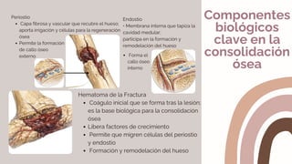 Introducción básica a la osteosintesis, anatomía ósea y fracturas | PDF