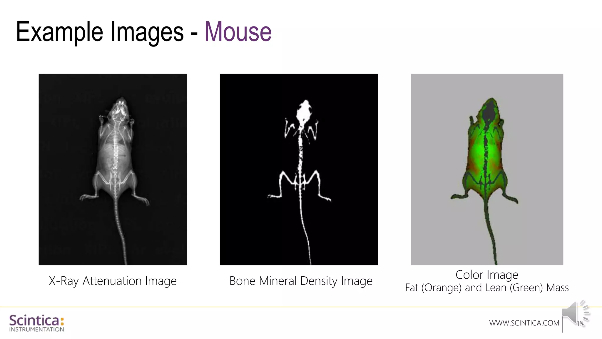 WWW.SCINTICA.COM
Example Images - Mouse
18
X-Ray Attenuation Image Bone Mineral Density Image
Color Image
Fat (Orange) and Lean (Green) Mass
 