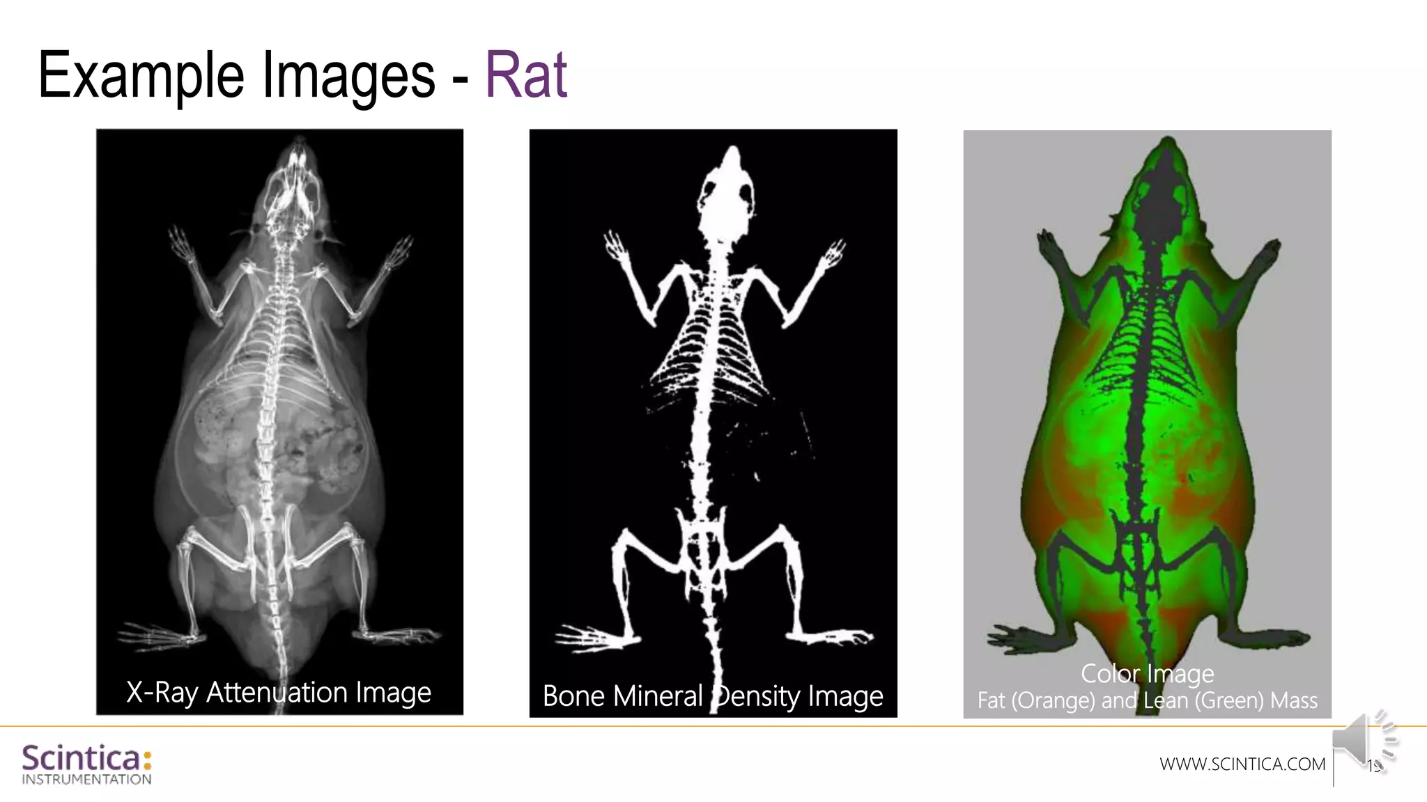 WWW.SCINTICA.COM
Example Images - Rat
19
X-Ray Attenuation Image Bone Mineral Density Image
Color Image
Fat (Orange) and Lean (Green) Mass
 