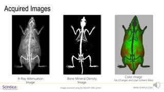 Preclinical DXA for in vivo body composition and bone mineral density ...