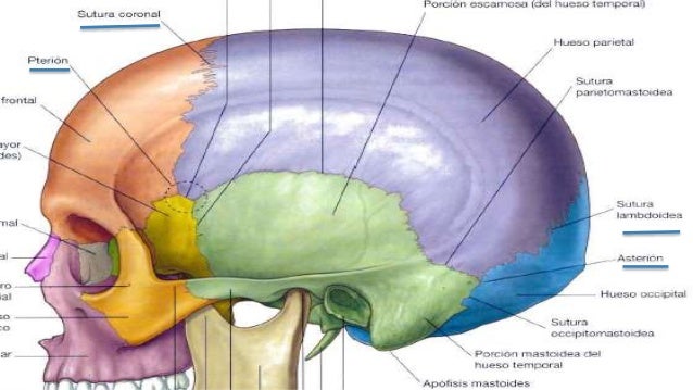 Osteogénesis, osificación y accidentes óseos
