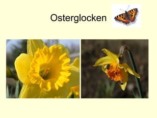 Osterglocken 