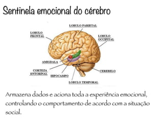 Sentinela emocional do cérebro
Armazena dados e aciona toda a experiência emocional,
controlando o comportamento de acordo com a situação
social.
 