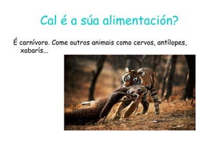 Cal é a súa alimentación?
É carnívoro. Come outros animais como cervos, antílopes,
xabarís...
 
