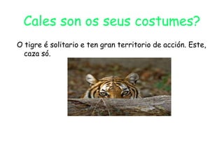 Cales son os seus costumes?
O tigre é solitario e ten gran territorio de acción. Este,
caza só.
 