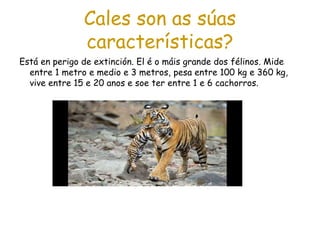 Cales son as súas
características?
Está en perigo de extinción. El é o máis grande dos félinos. Mide
entre 1 metro e medio e 3 metros, pesa entre 100 kg e 360 kg,
vive entre 15 e 20 anos e soe ter entre 1 e 6 cachorros.
 