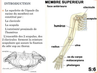 INTRODUCTION
 Le squelette de l’épaule (la
racine du membre) est
constitué par :
- La clavicule
- La scapula
- L’extrémité proximale de
l’humérus
L’ensemble des 2 scapulas, des
2 clavicules forment la ceinture
scapulaire qui assure la fixation
du mbr sup au thorax
 