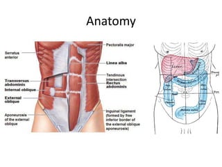 Anatomy