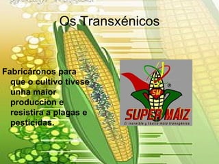 Os Transxénicos Fabricáronos para que o cultivo tivese unha maior produccion e resistira a plagas e pesticidas. 