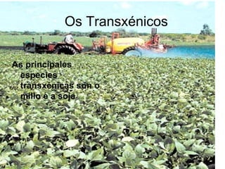 Os Transxénicos As principales especies transxénicas son o millo e a soja 
