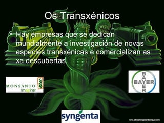 Os Transxénicos Hay empresas que se dedican mundialmente a investigación de novas especies transxénicas e comercializan as xa descubertas. 