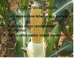 Os Transxénicos Os transxenicos teñen a súa parte boa:  Teñen un maior rendemento económico Teñen unha mellor imaxe comercial. 