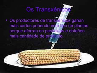 Os Transxénicos Os productores de transxénicos gañan máis cartos poñendo este tipo de plantas porque aforran en pesticidas e obteñen mais cantidade de producto. 