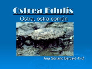Ostrea Edulis   Ostra, ostra común Ana Soriano Barceló 4t-D 