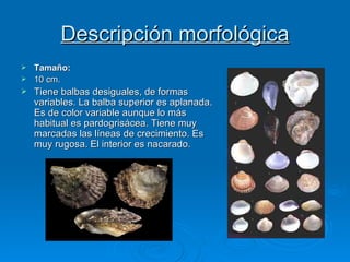 Descripción morfológica Tamaño:    10 cm. Tiene balbas desiguales, de formas variables. La balba superior es aplanada. Es de color variable aunque lo más habitual es pardogrisácea. Tiene muy marcadas las líneas de crecimiento. Es muy rugosa. El interior es nacarado.  