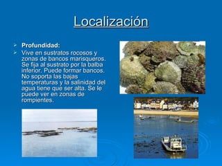 Localización Profundidad:       Vive en sustratos rocosos y zonas de bancos marisqueros. Se fija al sustrato por la balba inferior. Puede formar bancos. No soporta las bajas temperaturas y la salinidad del agua tiene que ser alta. Se le puede ver en zonas de rompientes.  