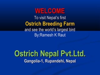 WELCOMEWELCOME
To visit Nepal’s firstTo visit Nepal’s first
Ostrich Breeding FarmOstrich Breeding Farm
and see the world’s largest bird
By:Ramesh K Raut
Ostrich Nepal Pvt.Ltd.Ostrich Nepal Pvt.Ltd.
Gangolia-1, Rupandehi, NepalGangolia-1, Rupandehi, Nepal
 