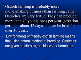 Ostrich Method Ostrich business in nepal | PPT