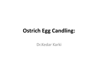 Ostrich Egg Candling:
Dr.Kedar Karki
 