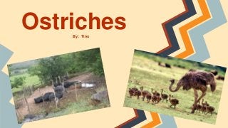 OstrichesBy: Tino
 