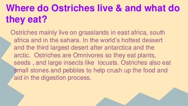 Where do ostriches live?
