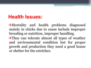 Health Issues:
Mortality and health problems diagnosed
mainly in chicks due to cause include improper
brooding or nutrition, improper handling.
They can tolerate almost all types of weather
and environmental condition but for proper
growth and production they need a good house
or shelter for the ostriches.
 