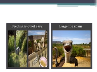 Feeding is quiet easy Large life spam
 