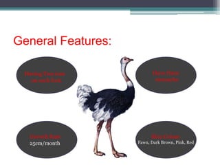 General Features:
Having Two toes
on each foot.
Have three
stomachs
Growth Rate
25cm/month
Skin Colour
Fawn, Dark Brown, Pink, Red
 