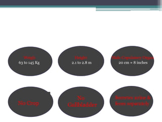 Height
2.1 to 2.8 m
No Crop
No
Gallbladder
Secretes urine &
feces separately
Male Copulatory Organ
20 cm ≈ 8 inches
Weigh
63 to 145 Kg
 