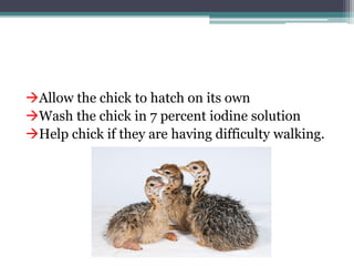 Allow the chick to hatch on its own
Wash the chick in 7 percent iodine solution
Help chick if they are having difficulty walking.
 