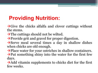 Providing Nutrition:
Give the chicks alfalfa and clover cuttings without
the stems.
The cuttings should not be wilted.
Provide grit and gravel for proper digestion.
Serve meal several times a day in shallow dishes
when chicks are old enough.
Place water for your ostriches in shallow containers.
Put something shiny into the water for the first few
days.
Add vitamin supplements to chicks diet for the first
few weeks.
 