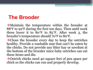 The Brooder
Maintain the temperature within the brooder at
88℉ to 92℉ during the first ten days. Then until week
three lower it to 80℉ to 85℉. After week 3, the
brooder's temperature should 70℉ to 80℉.
Clean the brooder every day to keep the ostriches
healthy. Provide a washable mat that can't be eaten by
the chicks. Do not provide any litter hay or sawdust at
the bottom of the brooder since baby ostriches can eat
these items and die.
Ostrich chicks need 40 square feet of pen space per
chick so the chicks can run and properly develop.
 