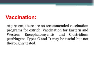 Vaccination:
At present, there are no recommended vaccination
programs for ostrich. Vaccination for Eastern and
Western Encephalomyelitis and Clostridium
perfringens Types C and D may be useful but not
thoroughly tested.
 