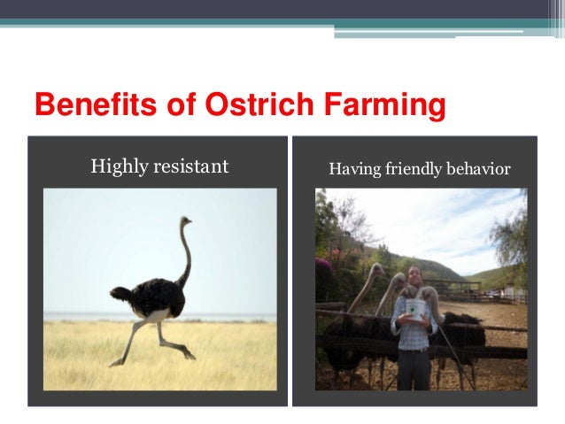 Benefits of Ostrich Farming
Highly resistant Having friendly behavior
 