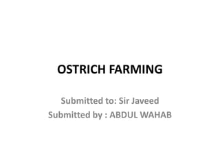 OSTRICH FARMING
Submitted to: Sir Javeed
Submitted by : ABDUL WAHAB
 