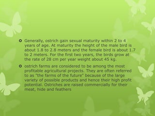 Birds Maturing Ostrich frming | PPTX