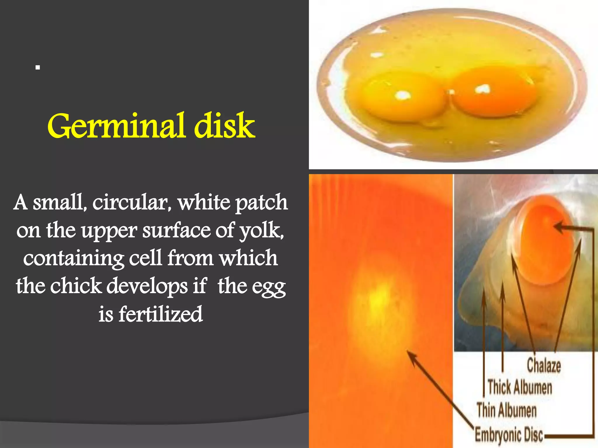 .
Germinal disk
A small, circular, white patch
on the upper surface of yolk,
containing cell from which
the chick develops if the egg
is fertilized
 
