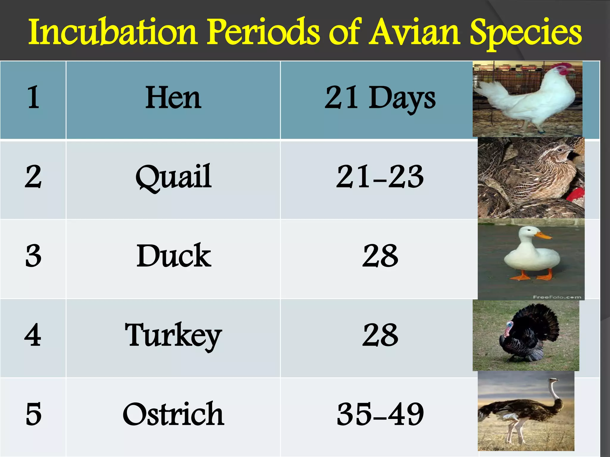 Incubation Periods of Avian Species
.
1 Hen 21 Days
2 Quail 21-23
3 Duck 28
4 Turkey 28
5 Ostrich 35-49
 