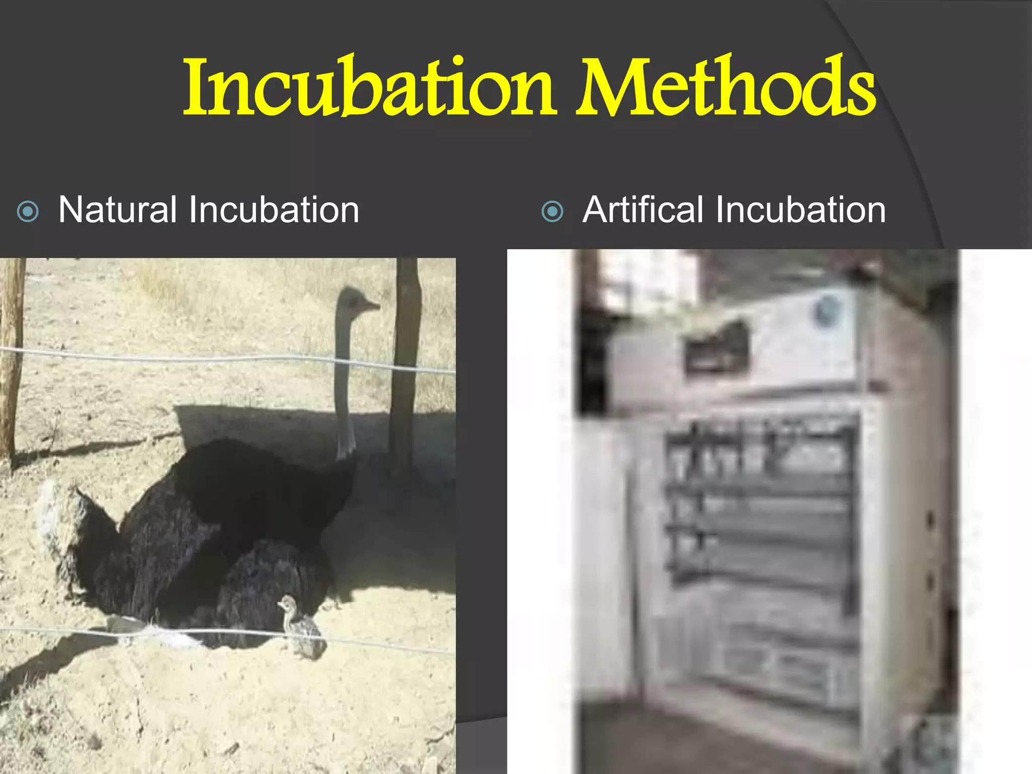 Incubation Methods
 Natural Incubation  Artifical Incubation
 