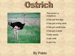 By Pablo Ostrich The ostrich is oviparous. It has got two legs. It has got a long neck. It has got small eyes. It has got a beak. It eats seeds. It can walk. It can´t fly. 