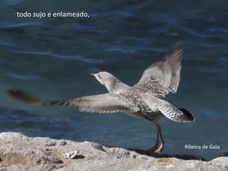 todo sujo e enlameado,
Ribeira de Gaia
 