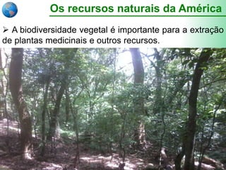 Os recursos naturais da América
 A biodiversidade vegetal é importante para a extração
de plantas medicinais e outros recursos.
 