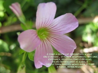 E COMO A GENTE LHE PERGUNTAVA SE ESSE  ERA O MESSIAS ,  O HOMEM DESAPARECEU, MAS UMA ESPERANÇA, DELICIOSA COMO O ORVALHO, FICARA REFRESCANDO AS ALMAS, E  LOGO A TERRA PARECEU MENOS DURA, E TODO O FARDO, MENOS PESADO. 