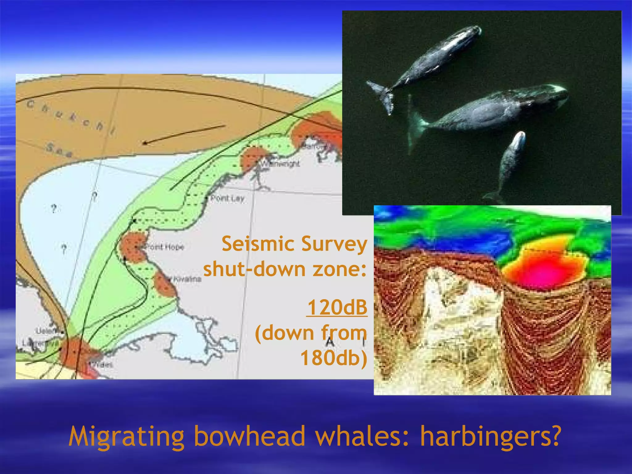 Migrating bowhead whales: harbingers? Seismic Survey shut-down zone: 120dB (down from 180db) 