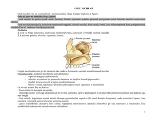 1
OSUL MAXILAR
Osul maxilar este un os pereche al viscerocraniului, situat în etajul mijlociu al figurii.
Oase cu care se articulează maxilarul:
- osul maxilar de partea opusă, nazal, lacrimal, frontal, zigomatic, palatin, procesul pterigoidian (osul sfenoid), etmoid, cornet nazal
inferior.
Osul maxilar participă la alcătuirea următoarelor regiuni: sinusul maxilar, fosa nazală, orbita, fosa infratemporală, fosa pterigopalatină,
vestibulul bucal, cavitatea bucală propriu-zisă.
Alcătuire
1. corp cu 4 feţe: anterioară, posterioară (infratemporală), superioară (orbitală), medială (nazală).
2. 4 procese: palatin, alveolar, zigomatic, frontal.
Corpul maxilarului este gol în interiorul său, unde se formează o cavitate numită sinusul maxilar.
Faţa anterioară a corpului maxilarului este delimitată :
- superior-marginea infraorbitală
- inferior- se continuă cu procesele alveolare ale dinţilor frontali şi premolari
- medial: incizura nazală şi spina nazală anterioară
- lateral: creasta zigomatico-alveolară şi baza procesului zigomatic al maxilarului
La nivelul acestei feţe se descriu:
- foseta incisivă- deasupra incisivilor
- eminenţa canină- este juga alveolaria de la nivelul caninului, care se prelungeşte la nivelul feţei anterioare (caninul are rădăcina cea
mai lungă)
- fosa canină- depresiune osoasă situată deasupra premolarilor superiori (în cazul dentiţiei temporare, unde premolarii lipsesc, fosa
canină se reperează supero-lateral de eminenţa canină)
- gaura infraorbitală- deasupra fosei canine, reprezintă exteriorizarea canalului infraorbital pe faţa anterioară a maxilarului. Este
strabătută de mănunchiul vasculo-nervos infraorbital.
 
