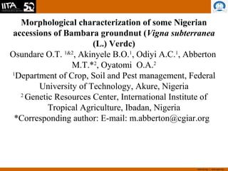 www.iita.org I www.cgiar.org
Morphological characterization of some Nigerian
accessions of Bambara groundnut (Vigna subterranea
(L.) Verdc)
Osundare O.T. 1&2
, Akinyele B.O.1
, Odiyi A.C.1
, Abberton
M.T.*2
, Oyatomi O.A.2
1
Department of Crop, Soil and Pest management, Federal
University of Technology, Akure, Nigeria
2
Genetic Resources Center, International Institute of
Tropical Agriculture, Ibadan, Nigeria
*Corresponding author: E-mail: m.abberton@cgiar.org
 