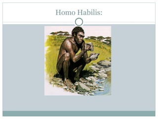 Homo Habilis: 