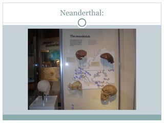 Neanderthal: 
