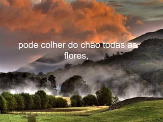 pode colher do chão todas as
           flores,
 